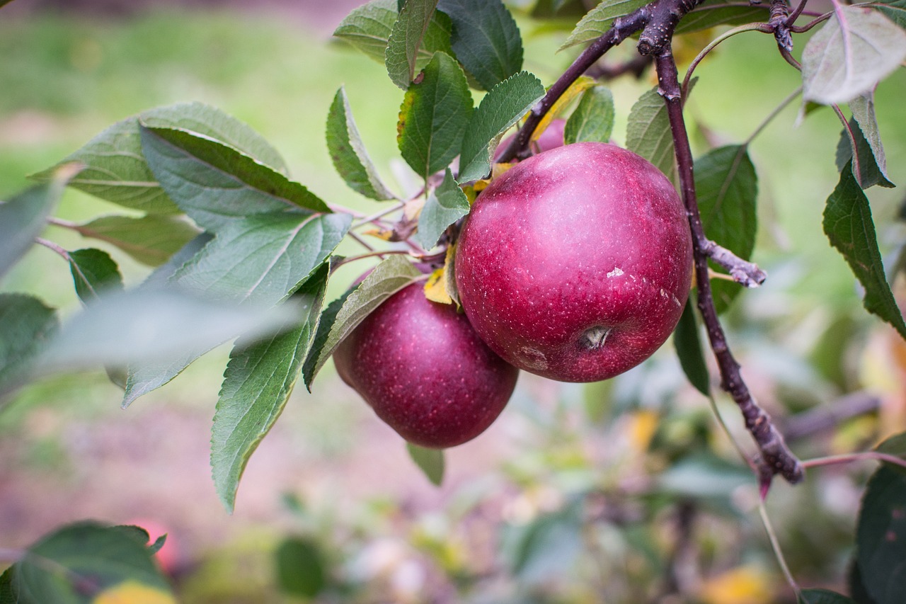 Creating and Maintaining an Organic Orchard